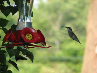 Humming Bird I