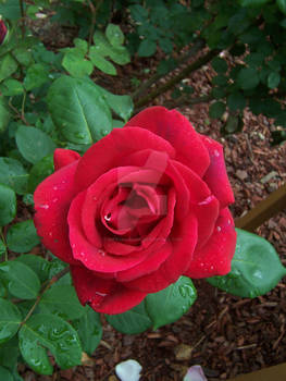 New York Rose