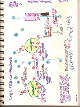 Light Dependent Reaction Diagram