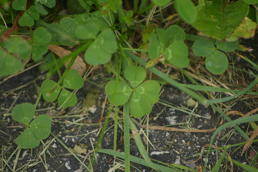 4 Leafed Clover Stock 2