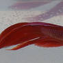 Red Beta Fish Stock