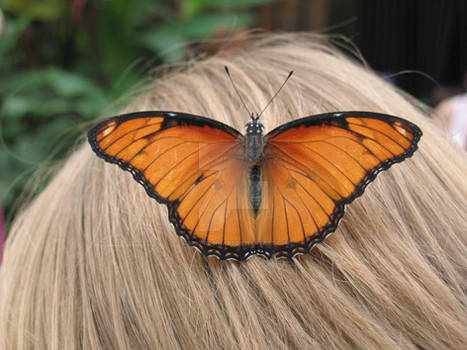 Beautiful Butterfly on Blonde