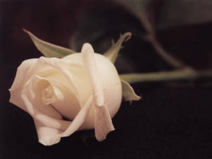 White Rose