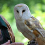 Barn Owl 7 061310