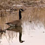 Canadian Goose 042211