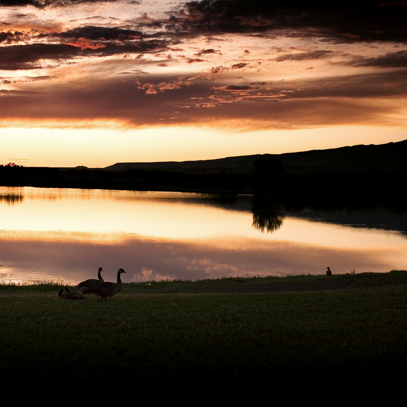 Geese setting in