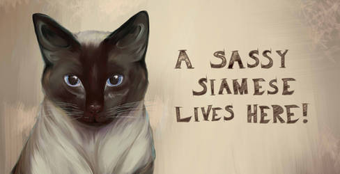 Sasha - The Sassy Siamese