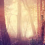 Forest Glow - Premade Background