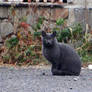 Gray Kitty :3