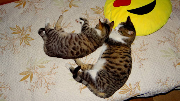 Two Sleeping Kitties