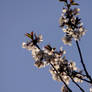 Tree Blossom