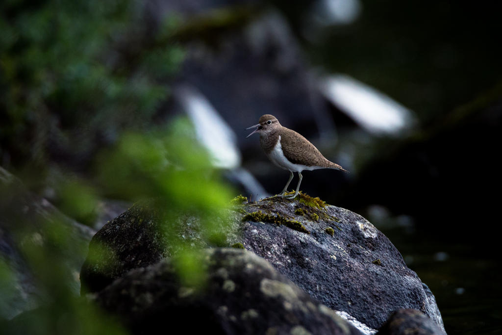 Sandpiper