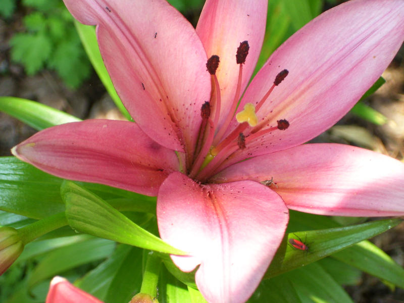 Peek-A-Boo Among the Lillies