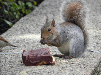 #1) Squirrel Eating Cake