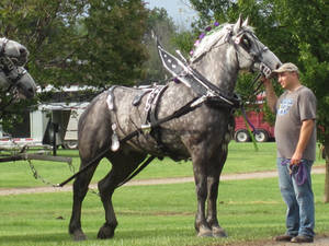 Who Wounldn't Want A Dapple Grey Percheron