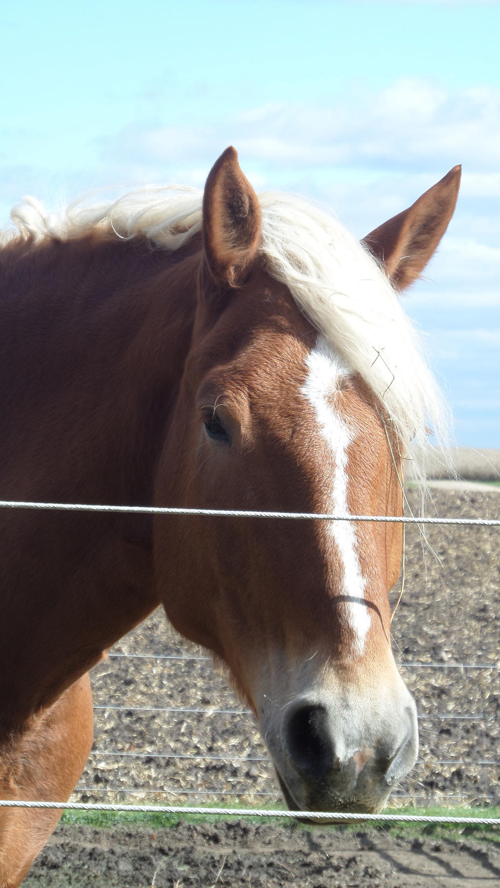 Reds' Portrait