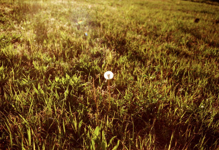 Dandelion