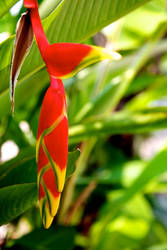 Parrot Flower