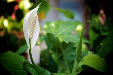 Flower at home