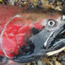 Fall Coho