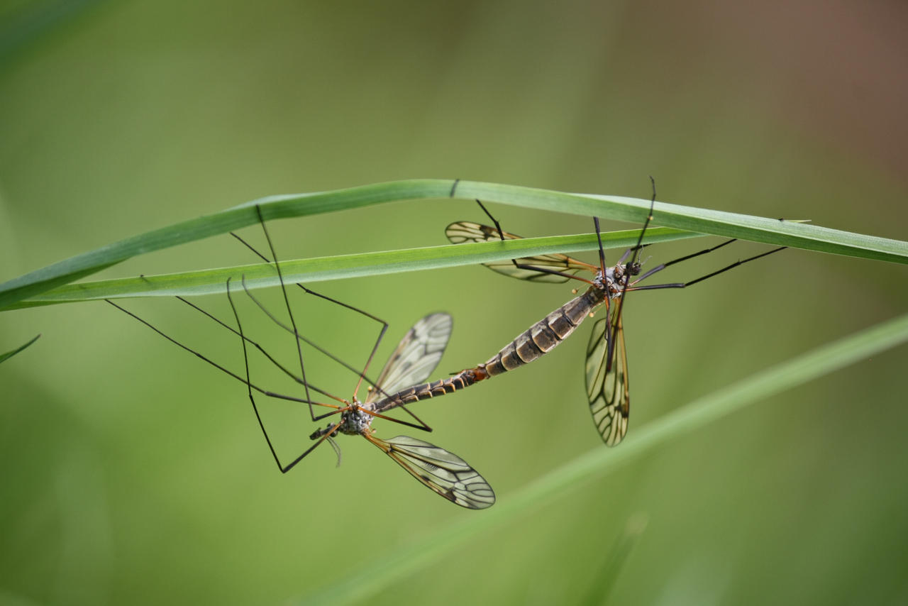 Mating Crane Flies