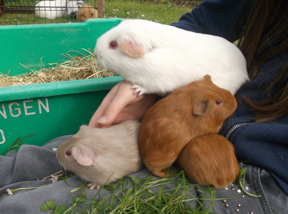 Guineapig Babys!