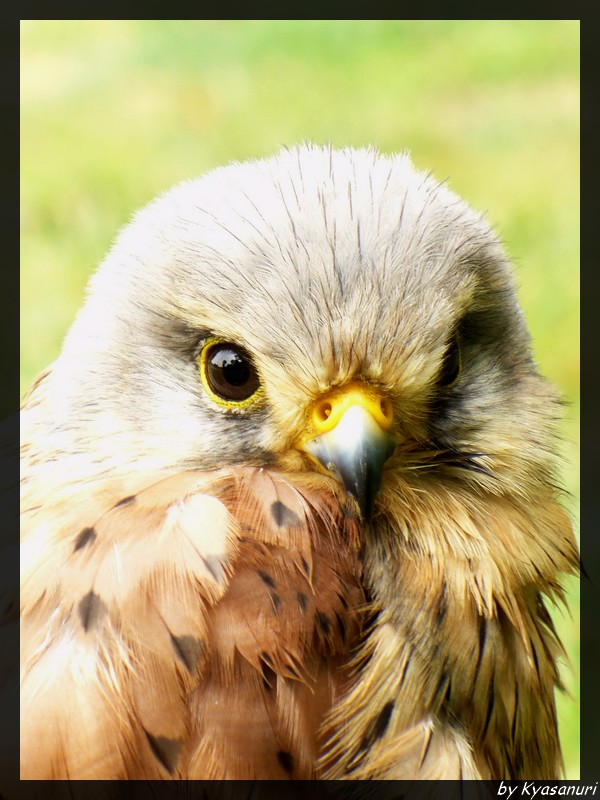 Kestrel