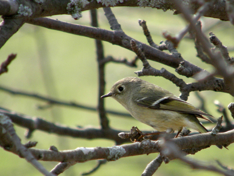 Ruby-Crowned Kinglet