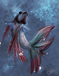 Betta Fish