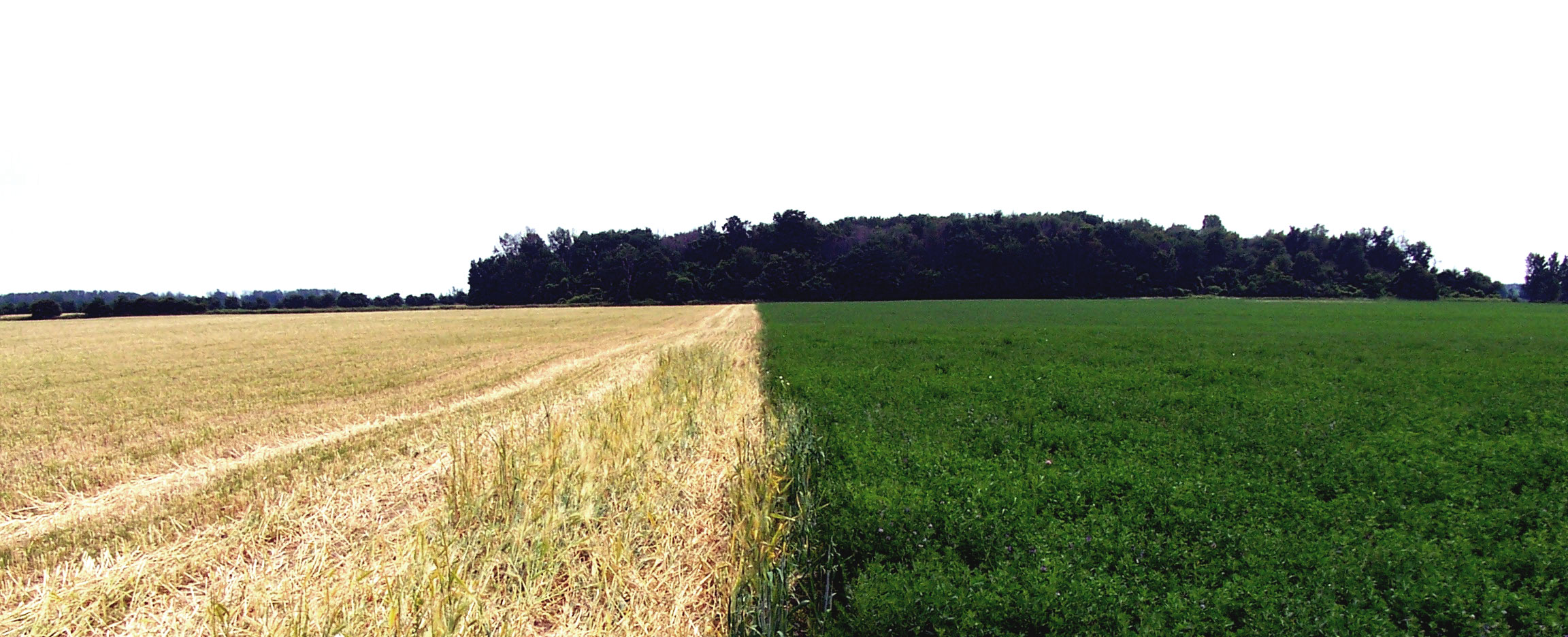 Two-Tone Field