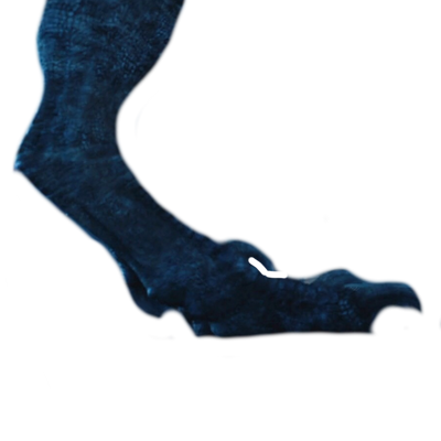 Blue raptor foot by DracoAwesomeness on DeviantArt