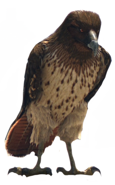 Hawk by Walking-With-Dragons on DeviantArt