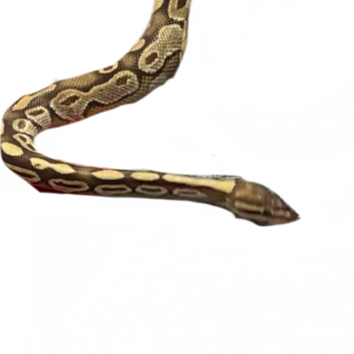 Python snake by Walking-With-Dragons on DeviantArt