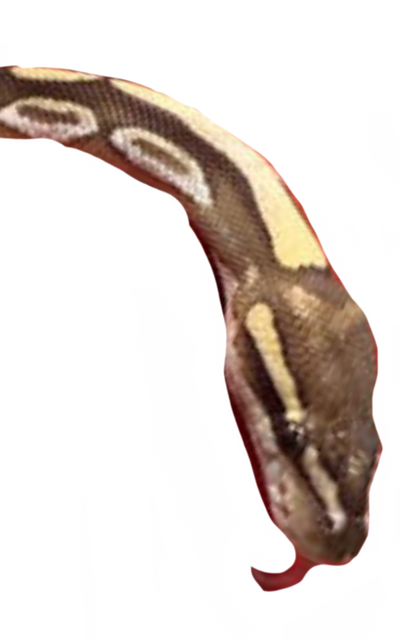 Mega Python Devintart Python by DracoAwesomeness on DeviantArt