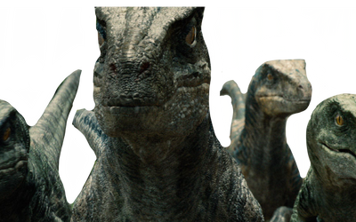 All 4 Raptors The raptors by DracoAwesomeness on DeviantArt