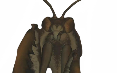 Mantis Digimon Praying Mantis by DracoAwesomeness on DeviantArt