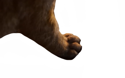 Simba paw by DracoAwesomeness on DeviantArt