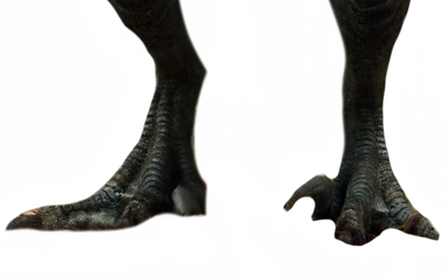 Raptor feet by DracoAwesomeness on DeviantArt