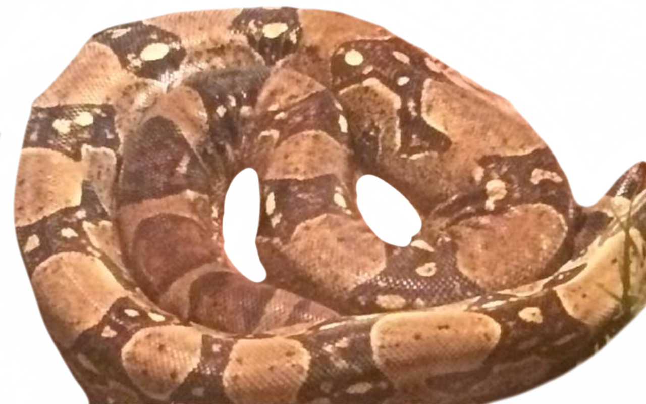 Snake coils by DracoAwesomeness on DeviantArt