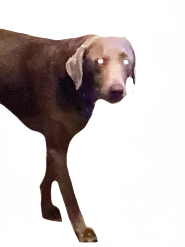 Rascoe by DracoAwesomeness on DeviantArt