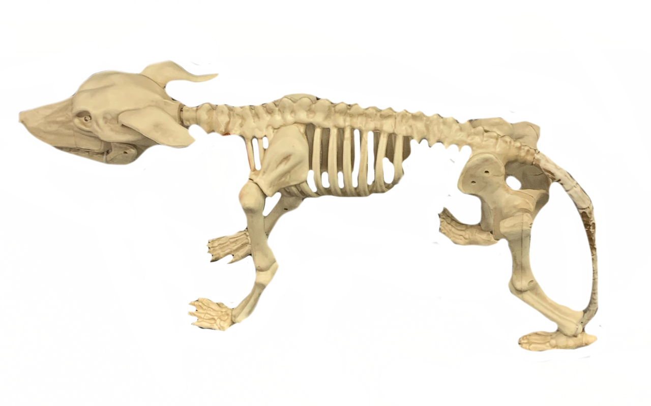 Canine skeleton by DracoAwesomeness on DeviantArt