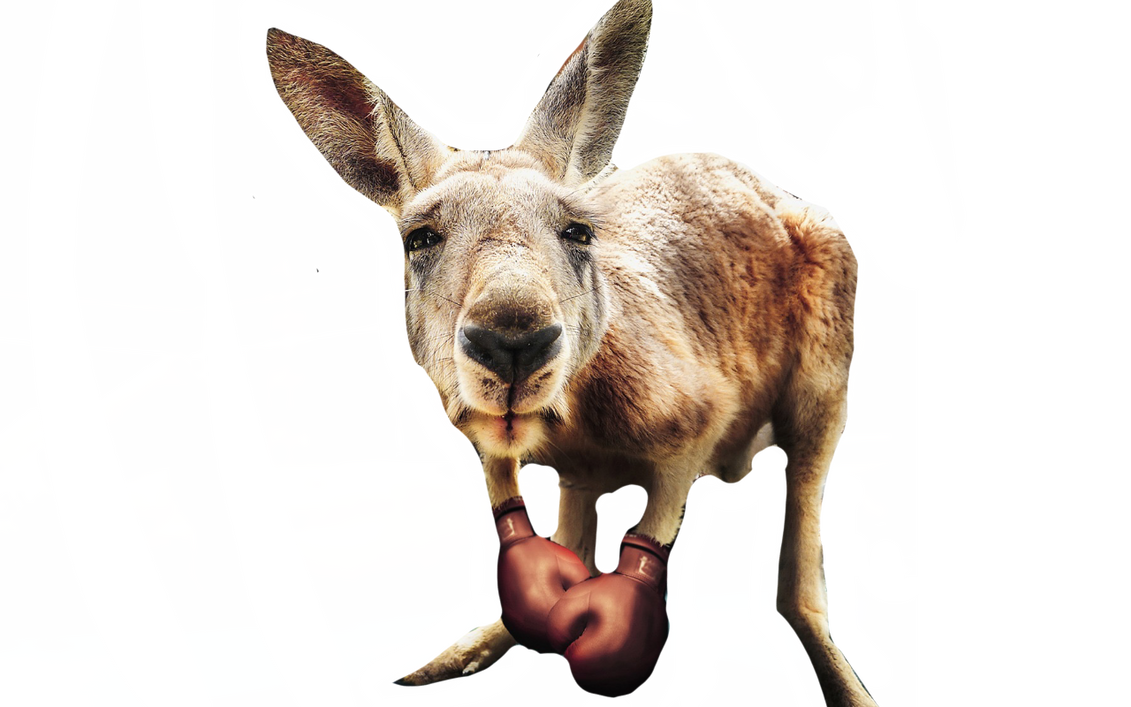 Boxing Kangaroo by DracoAwesomeness on DeviantArt
