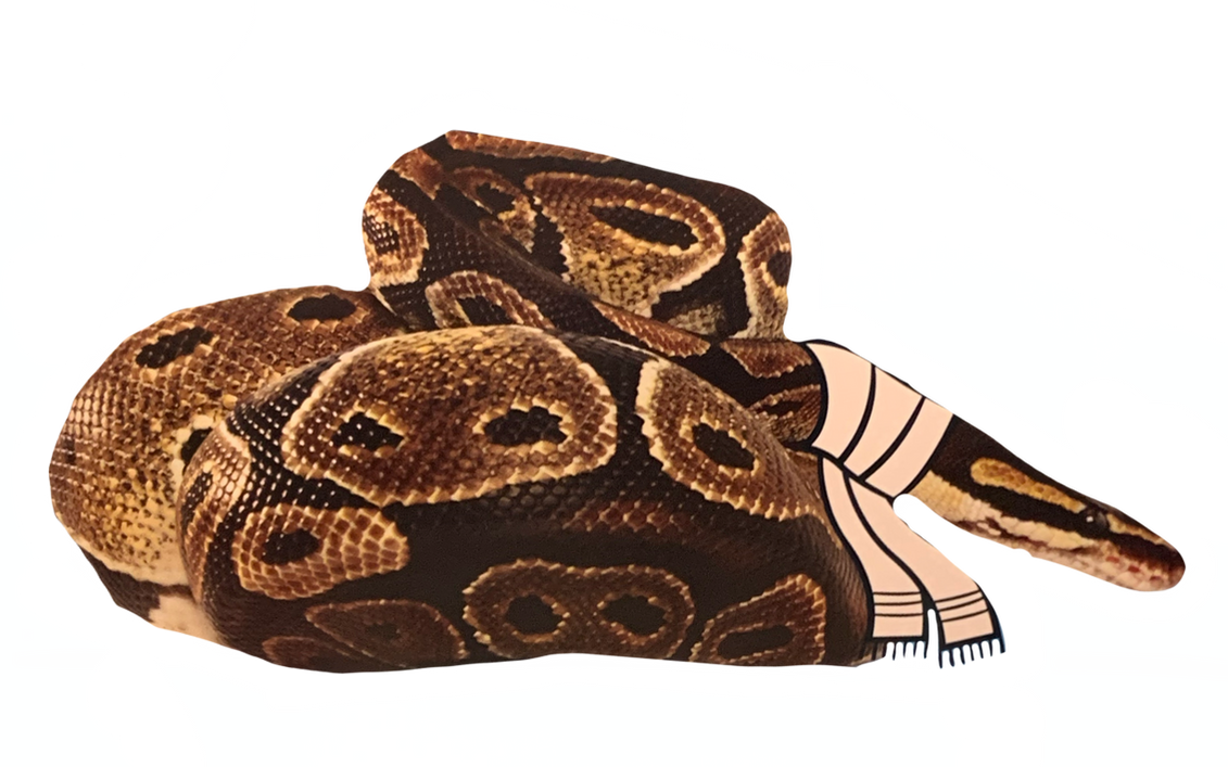 Cozy Python by DracoAwesomeness on DeviantArt