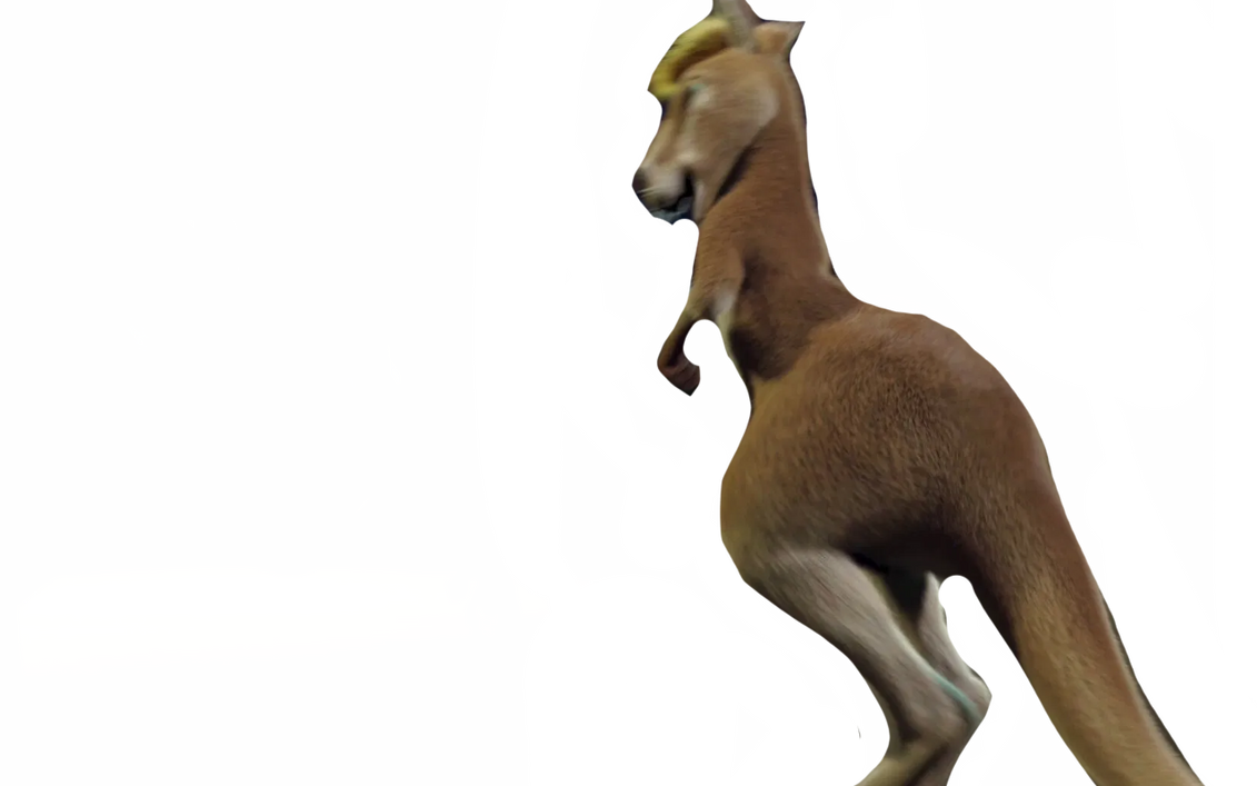 Kangaroo by DracoAwesomeness on DeviantArt