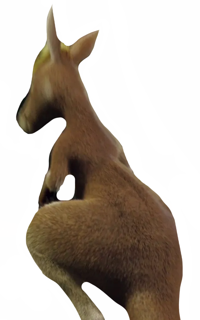 Kangaroo by DracoAwesomeness on DeviantArt