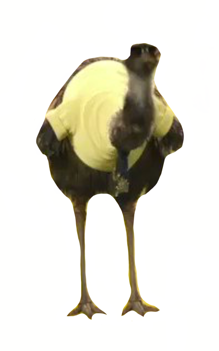 Limu emu by DracoAwesomeness on DeviantArt