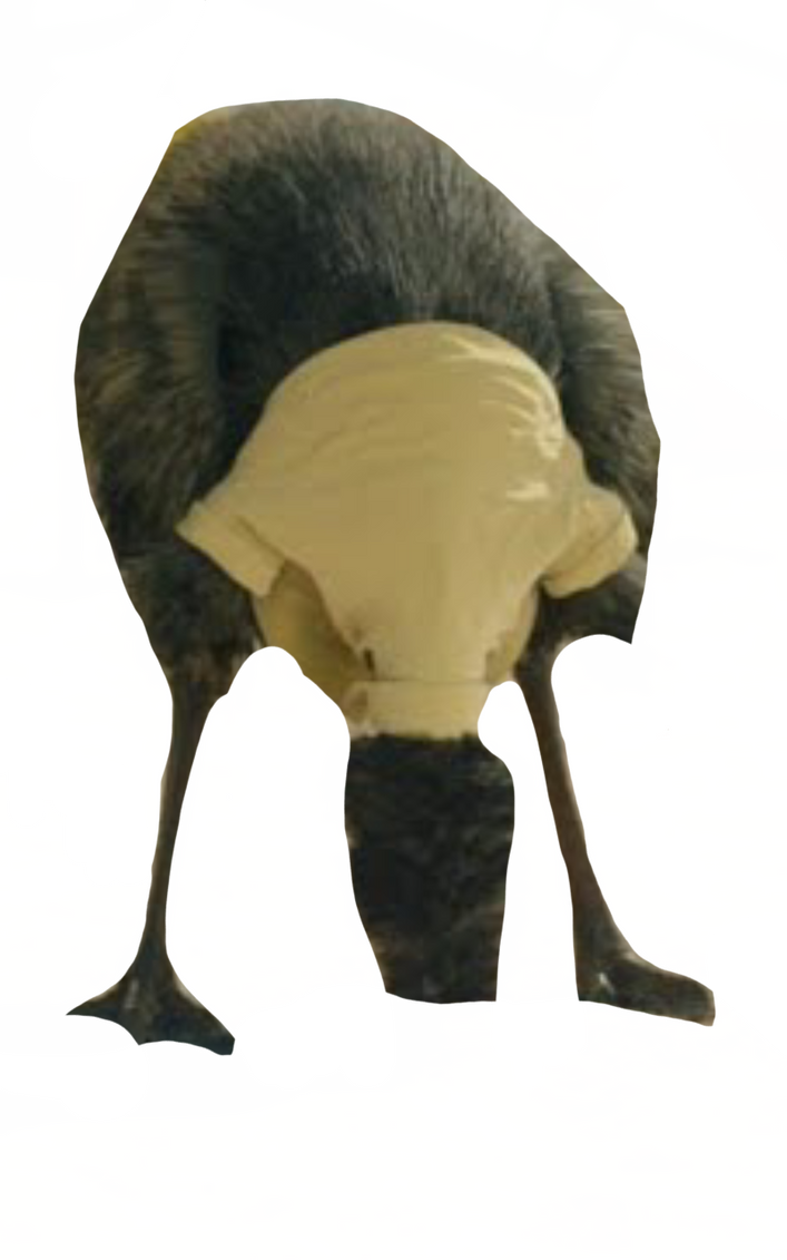 Limu emu by DracoAwesomeness on DeviantArt