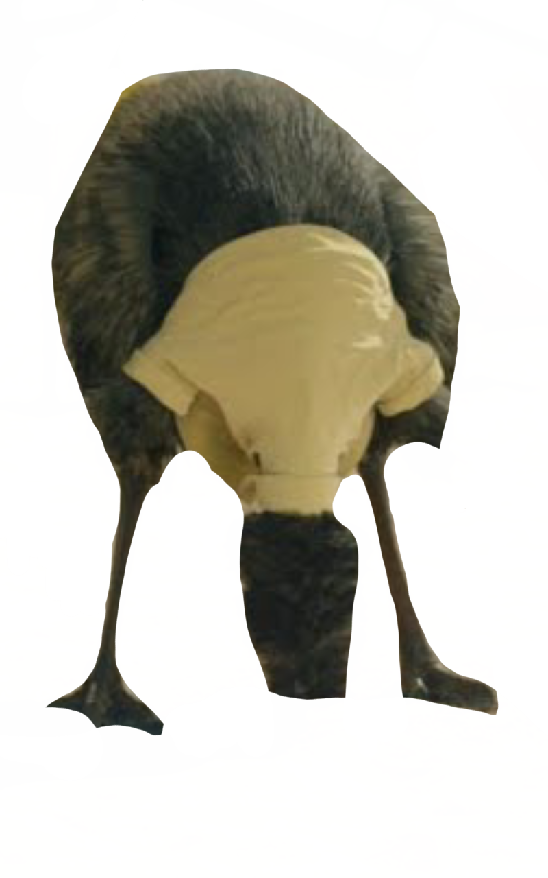 Limu emu by DracoAwesomeness on DeviantArt