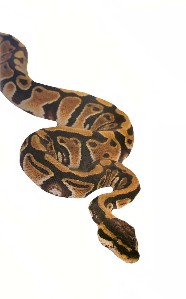 Ball python by DracoAwesomeness on DeviantArt