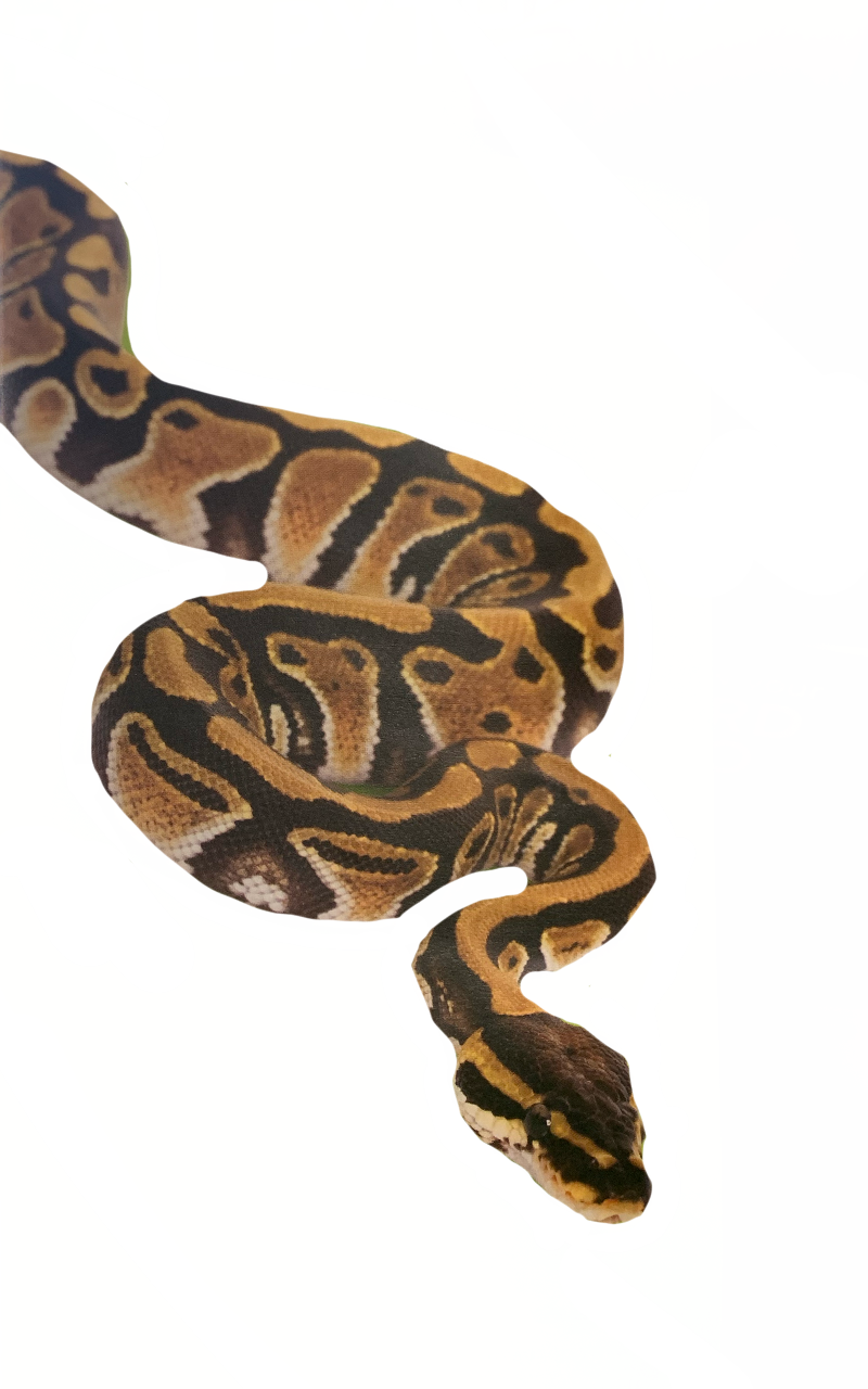 Ball python by DracoAwesomeness on DeviantArt